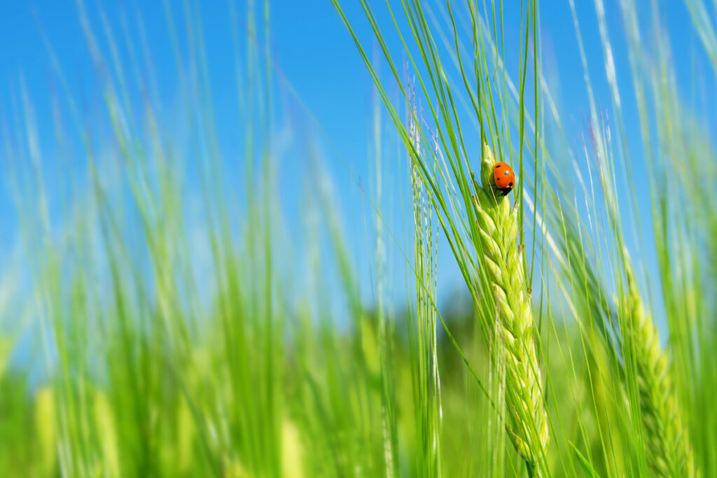 L'importanza del grano